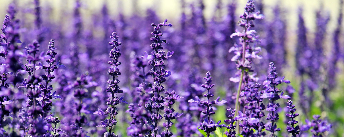 Mazets de Provence